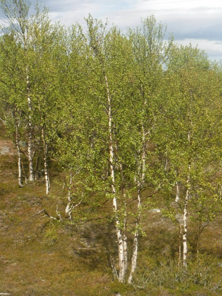 wp-1435480969712 image